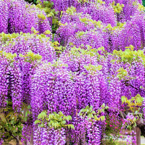 YOKEBOM Purple Wisteria Tree Live Plant for Planting Outdoors Indoors, Wisteria Vine Plant Live, Purple Wisteria Tree Plant for Planting, 12 to 15 Inch Tall, Easy to Plant, Well Rooted, No Ship to CA YOKEBOM Purple Wisteria Tree Live Plant for Planting Outdoors Indoors, Wisteria Vine Plant Live, Purple Wisteria Tree Plant for Planting, 12 to 15 Inch Tall, Easy to Plant, Well Rooted, No Ship to CA