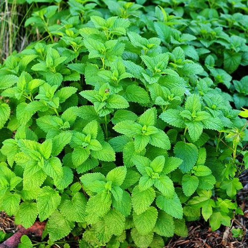 4 Lemon Balm Plants Live in Pot, Lemon Balm Plants Live Outdoor for Planting, Lemon Balm Plants for Inside Outdise