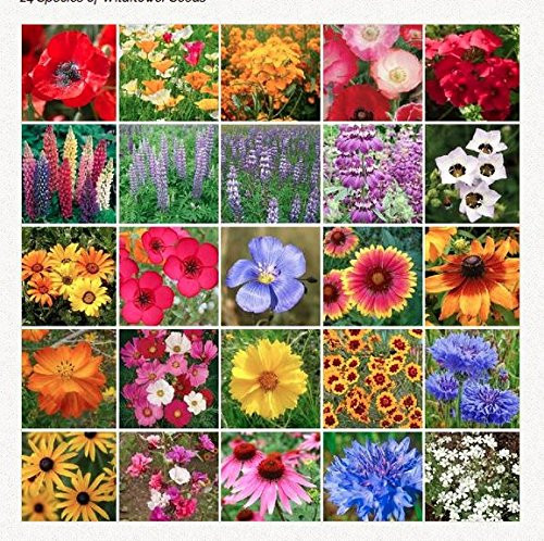 Southwest Wildflower Seed Mix - Annuals and Perennials