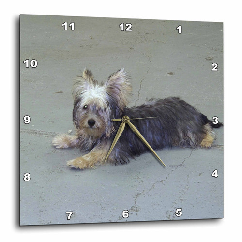 3dRose dpp_23805_2 Yorkie Wall Clock, 13 by 13-Inch