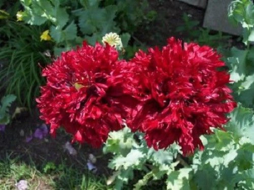100 GIANT DOUBLE RED PEONY POPPY Papaver Peoniflorum Flower Seeds