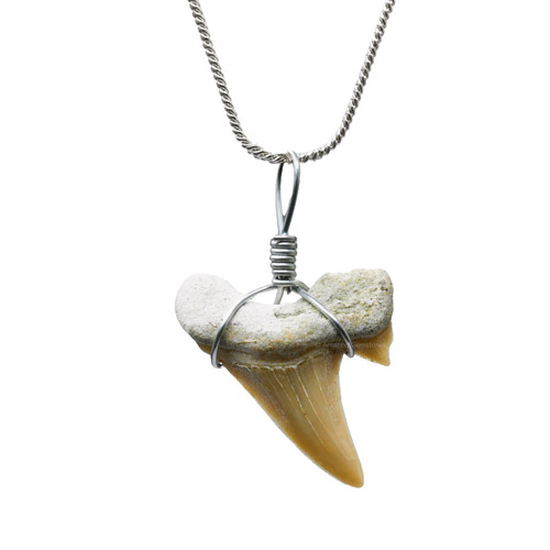 Authentic Shark Tooth Necklace - Unisex Fossil Necklace with Real Shark Teeth - Ideal Shark Tooth Necklace for Boys, Men, Kids and Girls Authentic Shark Tooth Necklace - Unisex Fossil Necklace with Real Shark Teeth - Ideal Shark Tooth Necklace for Boys, Men, Kids and Girls