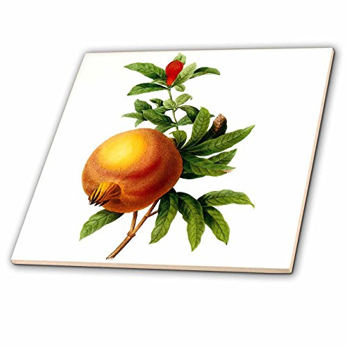 3dRose ct_106860_4 Redoute Vintage Watercolor Fruit Pomegranate Grenadier Punica-Ceramic Tile, 12-Inch 3dRose ct_106860_4 Redoute Vintage Watercolor Fruit Pomegranate Grenadier Punica-Ceramic Tile, 12-Inch