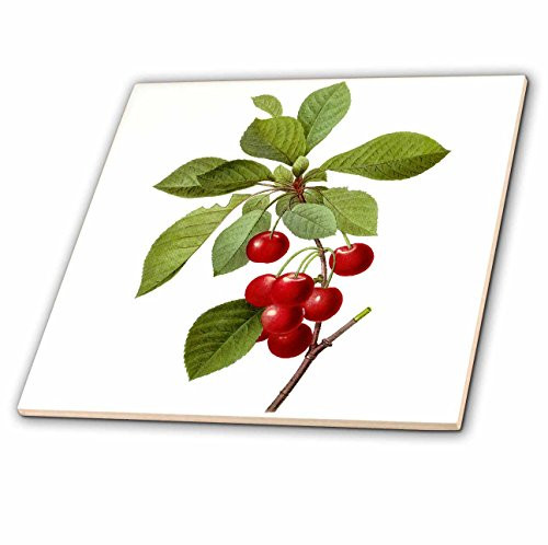 3dRose ct_106852_4 Redoute Vintage Watercolor Fruit Cherries Cerasus Domestica-Ceramic Tile, 12-Inch 3dRose ct_106852_4 Redoute Vintage Watercolor Fruit Cherries Cerasus Domestica-Ceramic Tile, 12-Inch