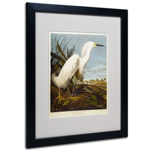 Snowy Heron Matted Artwork by John James Audubon with Black Frame, 16 by 20-Inch