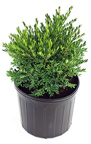 Buxus micro. jap. 'Green Gem' (Boxwood) Evergreen, #2 - Size Container