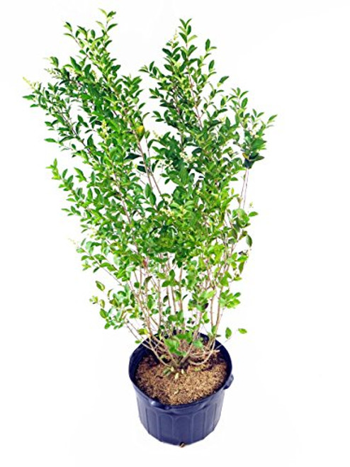 Ligustrum ovalifolium (California Privet) Shrub, #3 - Size Container