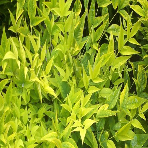 Southern Living Lemon Lime Nandina Shrub Plants