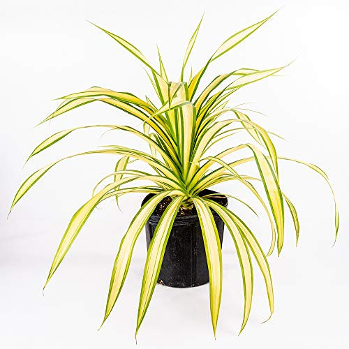 AMERICAN PLANT EXCHANGE Dwarf Pandanus Variegated Screw Pine Live Plant, 3 Gallon, Indoor/Outdoor Tropical Specimen