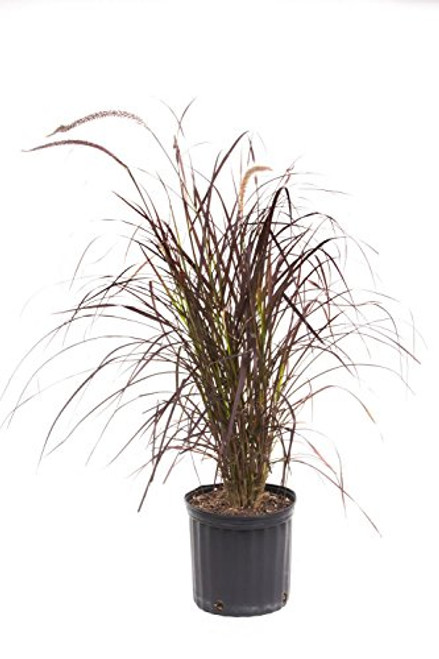 AMERICAN PLANT EXCHANGE Purple Fountain Grass Live Plant, 3 Gallon, Indoor/Outdoor Air Purifier