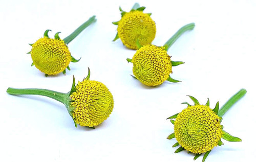 Acmella oleracea (Buzz Buttons) Szechuan/sechuan Buttons (60 Individual Fresh Edible Flowers) - Lemon Drop Variety.
