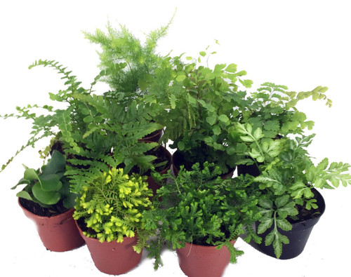 Mini Ferns for Terrariums/Fairy Garden - 10 Plants - 2" Pots Mini Ferns for Terrariums/Fairy Garden - 10 Plants - 2" Pots