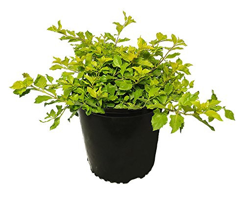 AMERICAN PLANT EXCHANGE Duranta Gold Mound Live Plant, 3 Gallon, Green AMERICAN PLANT EXCHANGE Duranta Gold Mound Live Plant, 3 Gallon, Green