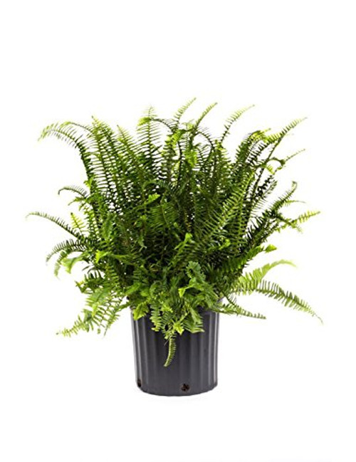 AMERICAN PLANT EXCHANGE Kimberly Queen Fern Indoor/Outdoor Air Purifier! Live Plant, 3 Gallon, 1.5Ft Height