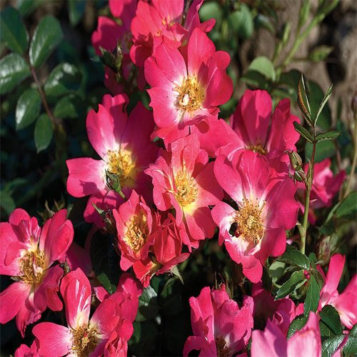 Drift Pink Rose Shrub Plants
