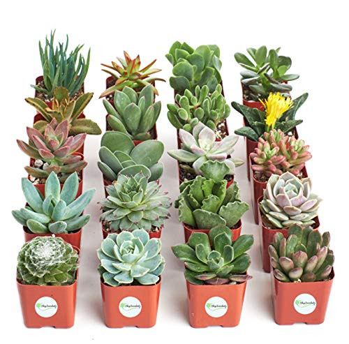 Shop Succulents | Unique Collection of Live Succulent Plants, Hand Selected Variety Pack of Mini Succulents | Collection of 20