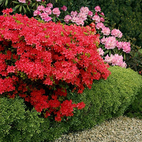 Cottage Hill Azalea 'Stewartstonian' - 2 Piece Live Plant, Reb Blooms