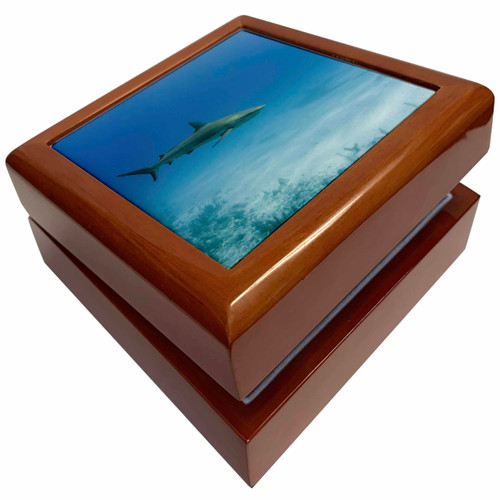 Caribbean Reef Shark, Jardines de la Reina NP, Cuba, Jewelry Box jb-209312-1