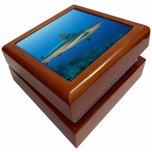 Caribbean Reef Shark in Cuba., Jewelry Box jb-209317-1