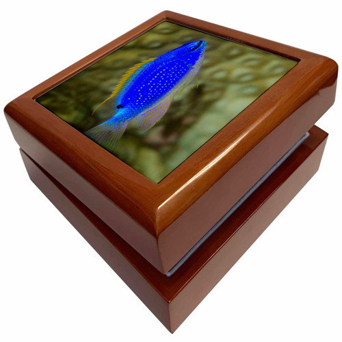 South Seas Devil Damselfish, Coral Reef, Koro Island, Fiji., Jewelry Box jb-228514-1