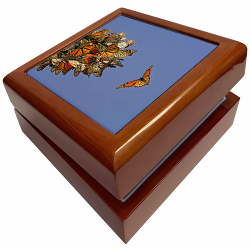 California, Pismo Beach. Monarch butterflies - US05 BJA0167 - Jaynes Gallery, Jewelry Box jb-88182-1
