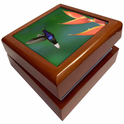 Violet Sabrewing bird on Heliconia, Costa Rica - NA02 RNU0302 - Rolf Nussbaumer, Jewelry Box jb-84371-1