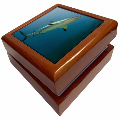 Caribbean Reef Shark, Jardines de la Reina NP, Jewelry Box jb-209936-1