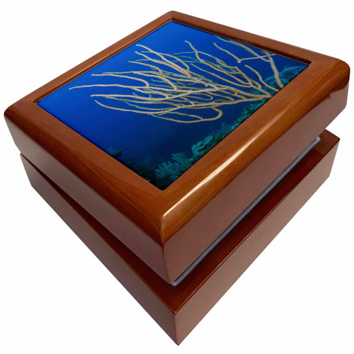 Coral Reef Diversity, Jardines de la Reina NP, Cuba, Caribbean, Jewelry Box jb-205353-1