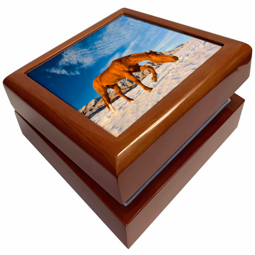 USA, Wyoming, Shell, Horse Running in Snow - US51 TEG0067 - Terry Eggers, Jewelry Box jb-149089-1