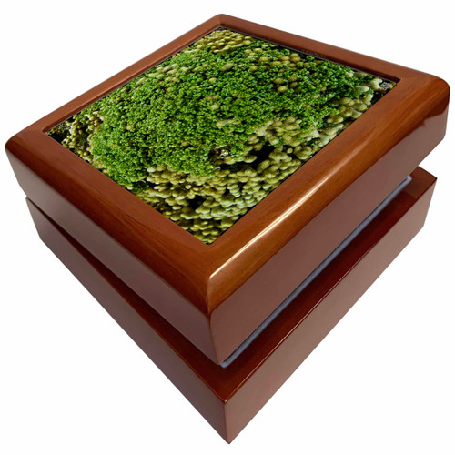 Underwater view of a healthy Caribbean Reef, Jewelry Box jb-10451-1