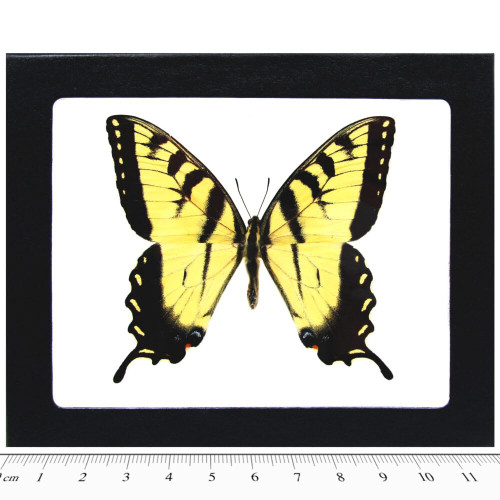 Papilio glaucus swallowtail male yellow black butterfly Indiana