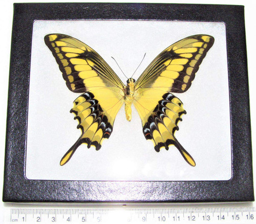 Papilio thoas King Verso Yellow Black Butterfly Peru Framed