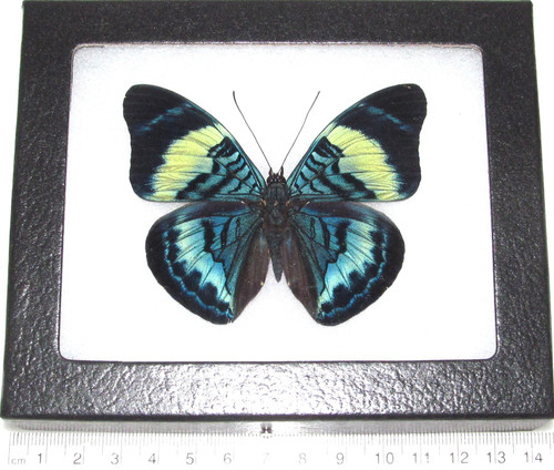 Panacea prola Real Framed Butterfly Blue Green Peru