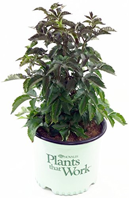 Plants That Work - Sambucus racemosa Black Tower (Elderberry) Shrub, black foliage with pink flowers, #3 - Size Container