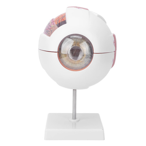 Human Eyeball Model,6 Times Enlarged 7 Parts Eye Anatomy Model, 6X Enlarged Human Eye Anatomical Model, Anatomically Accurate Eye Model for Science Education Display, Eyeball Model Eye Anatomy Mo