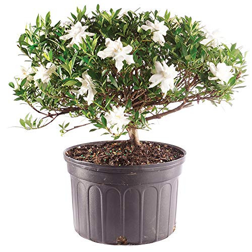 Brussel's Bonsai Live Gardenia Outdoor Bonsai Tree - 6 Years Old 10" to 14" Tall with Plastic Grower Pot, Large,