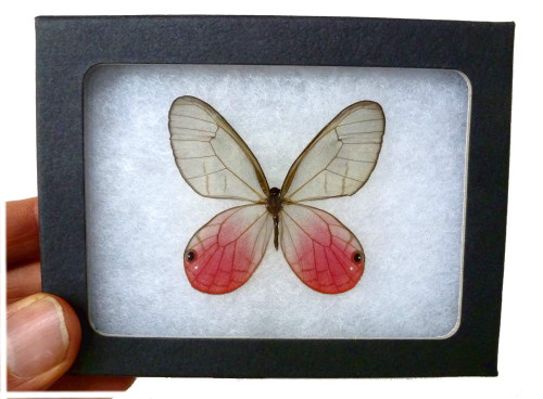 Framed Pink Glasswing Butterfly Riker Mount (4" x 3") - Hanger on Back