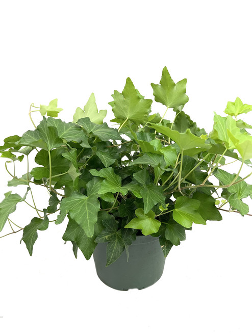 Green English Ivy - Live Plant in a 6 Inch Pot - Hedera Helix - Beautiful Easy Care Indoor Air Purifying Houseplant Vine Green English Ivy - Live Plant in a 6 Inch Pot - Hedera Helix - Beautiful Easy Care Indoor Air Purifying Houseplant Vine