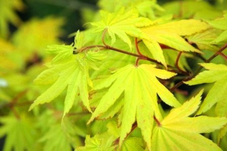 Aureum Golden Full Moon Japanese Maple 2 - Year Live Plant