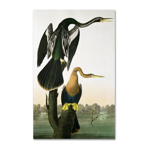 Black-Billed Darter Artwork by John James Audubon, 16 by 24-Inch Canvas Wall Art