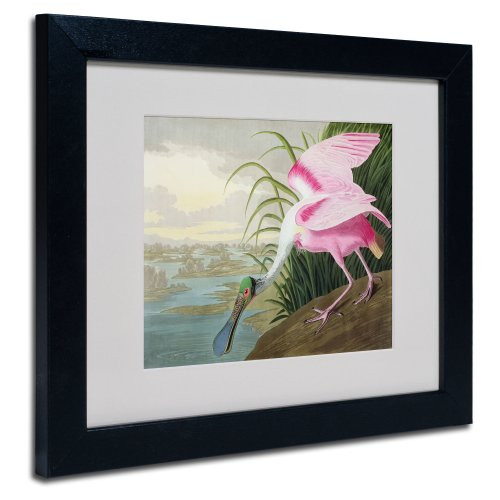 Roseate Spoonbill Matted Artwork by John James Audubon with Black Frame, 11 by 14-Inch
