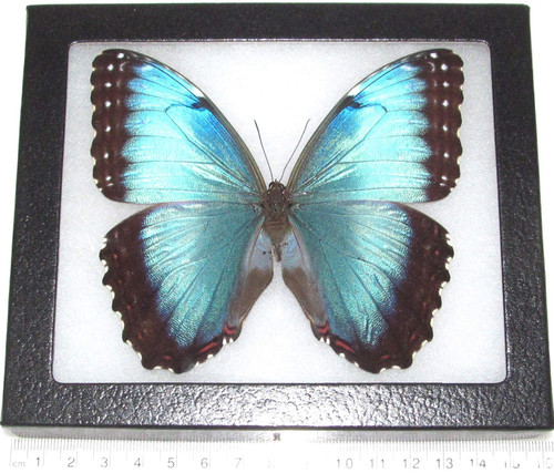 Morpho peleides Female Blue Butterfly Costa Rica Framed