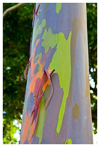 Live Rainbow Eucalyptus Tree - Eucalyptus deglupta Live Tree Colorful Bark Sapling Seedling