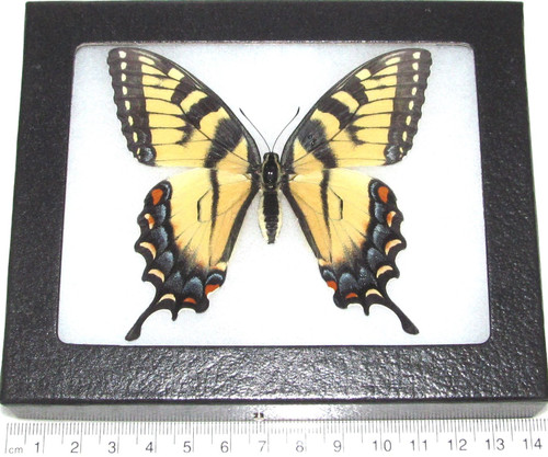 Papilio Glaucus Female Real Framed Butterfly Black Blue Yellow