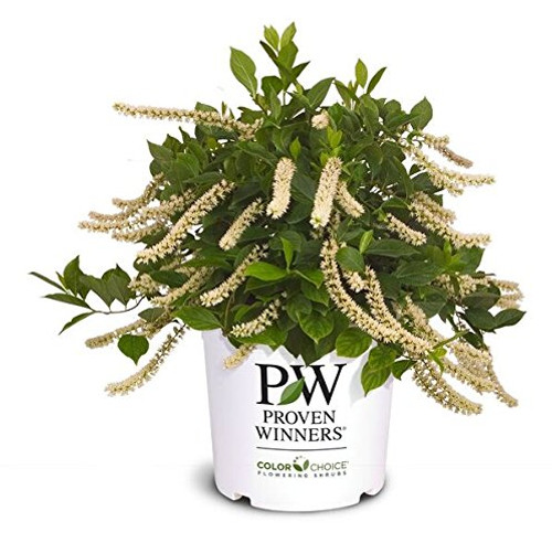 Proven Winners - Itea virginica Little Henry (Sweetspire) Shrub, , #3 - Size Container