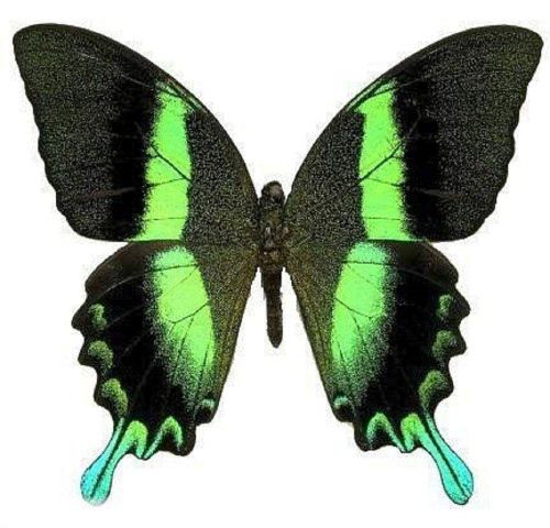Framed Majestic Green Swallowtail Butterfly - Riker Mount (8" x 6") - Hanger on Back