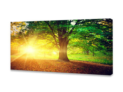 -Wall Art Decor Canvas Print Picture Sunrise Trees 1 Panel Natural Forest Painting Yellow Artwork for Bedroom Office Home Wall Decor Framed Ready to Hang -Wall Art Decor Canvas Print Picture Sunrise Trees 1 Panel Natural Forest Painting Yellow Artwork for Bedroom Office Home Wall Decor Framed Ready to Hang
