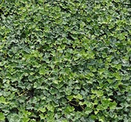 /Live Ground-Cover Plants - English Ivy + Hedera Helix - [Qty: 50 Bare Roots] - (Click for Other Available Plants/Quantities)