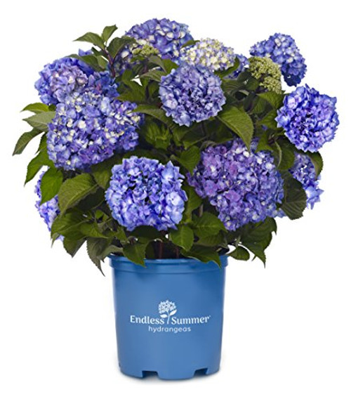 Endless Summer Collection - Hydrangea mac. Endless Summer BloomStruck (Reblooming Hydrangea) Shrub, RB purple, #3 - Size Container