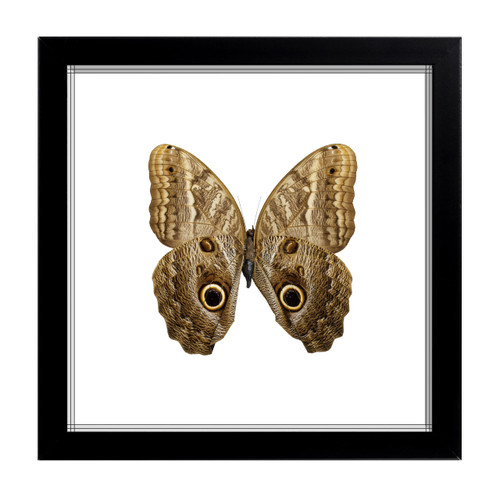 Real Framed Butterfly Handmade Taxidermy Double Glass Frame (Owl Butterfly)